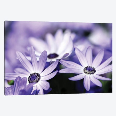 Purple Flowers Canvas Print #PIS109} by PhotoINC Studio Canvas Art Print