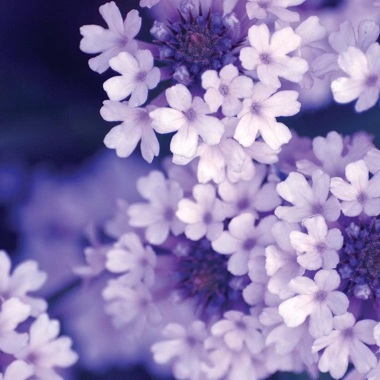 Purple Flowers II