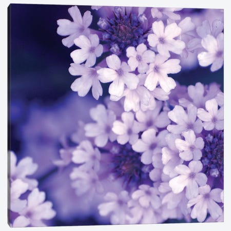 Purple Flowers II Canvas Print #PIS111} by PhotoINC Studio Canvas Artwork