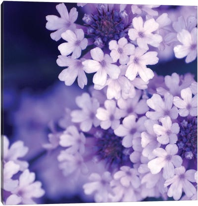 Purple Flowers II Canvas Art Print - Ultra Serene
