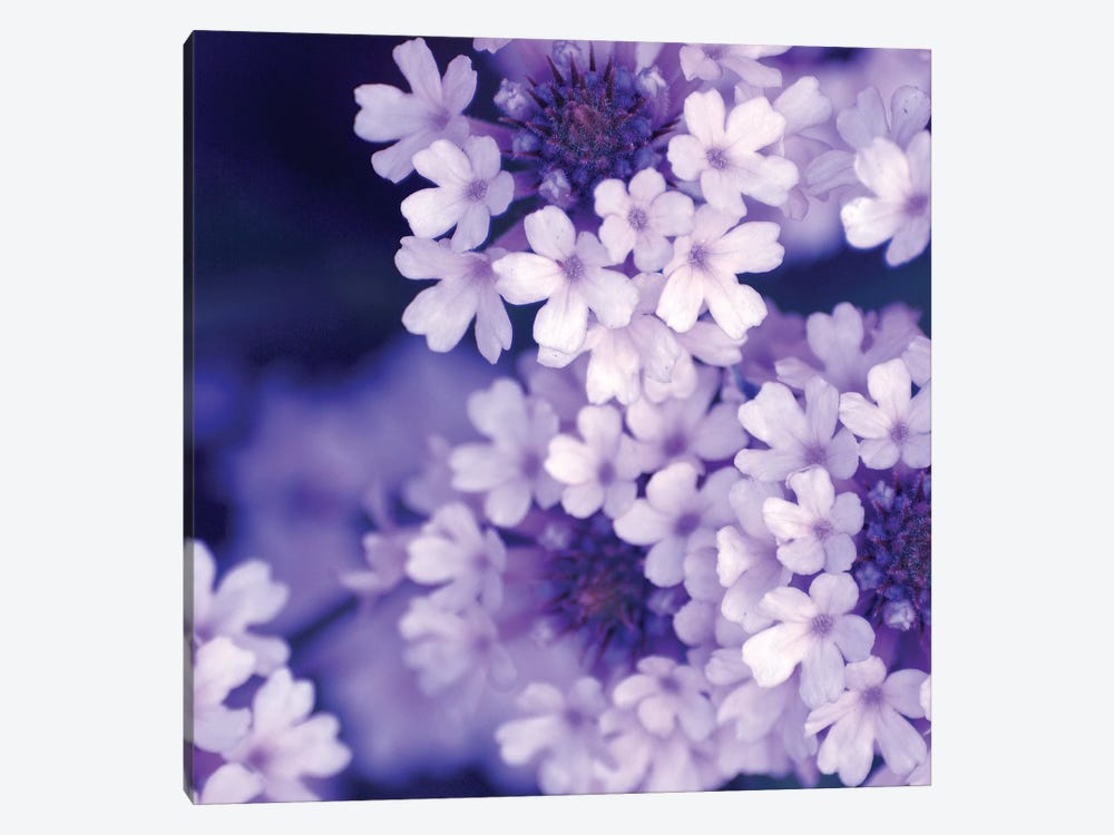 Purple Flowers II by PhotoINC Studio 1-piece Canvas Artwork