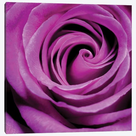 Purple Rose Canvas Print #PIS114} by PhotoINC Studio Canvas Print