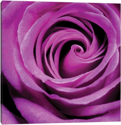 Purple Rose Canvas Art Print - Floral Close-Up Art
