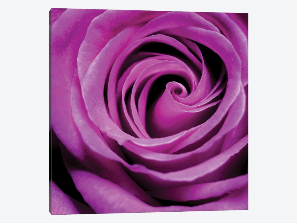 Purple Rose 1-piece Canvas Art Print