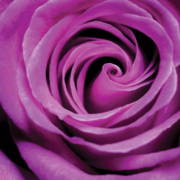 Black & Pink: Purple Rose by PhotoINC Studio
