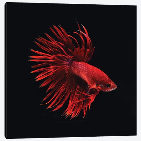 Red Betta Fish Canvas Print #PIS116} by PhotoINC Studio Canvas Print