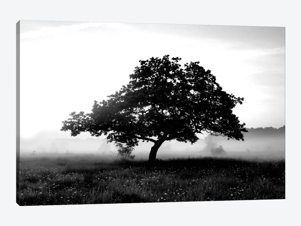 Solemn Tree by PhotoINC Studio 1-piece Canvas Art