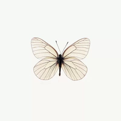 White Butterfly by PhotoINC Studio framed wall art