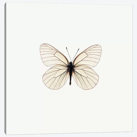 White Butterfly Canvas Print #PIS166} by PhotoINC Studio Canvas Artwork