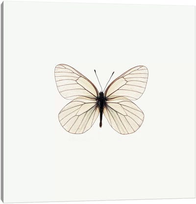 White Butterfly Canvas Art Print - PhotoINC Studio