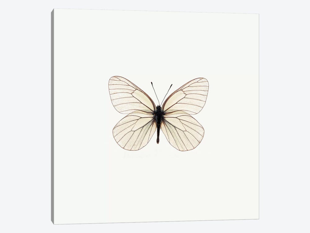 White Butterfly by PhotoINC Studio 1-piece Canvas Art