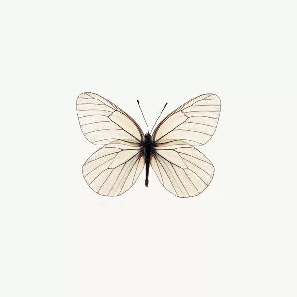 PhotoINC Studio: White Butterfly by PhotoINC Studio