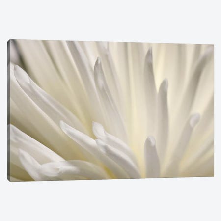 White Flower Canvas Print #PIS167} by PhotoINC Studio Canvas Artwork