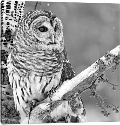 White Owl Canvas Art Print - PhotoINC Studio