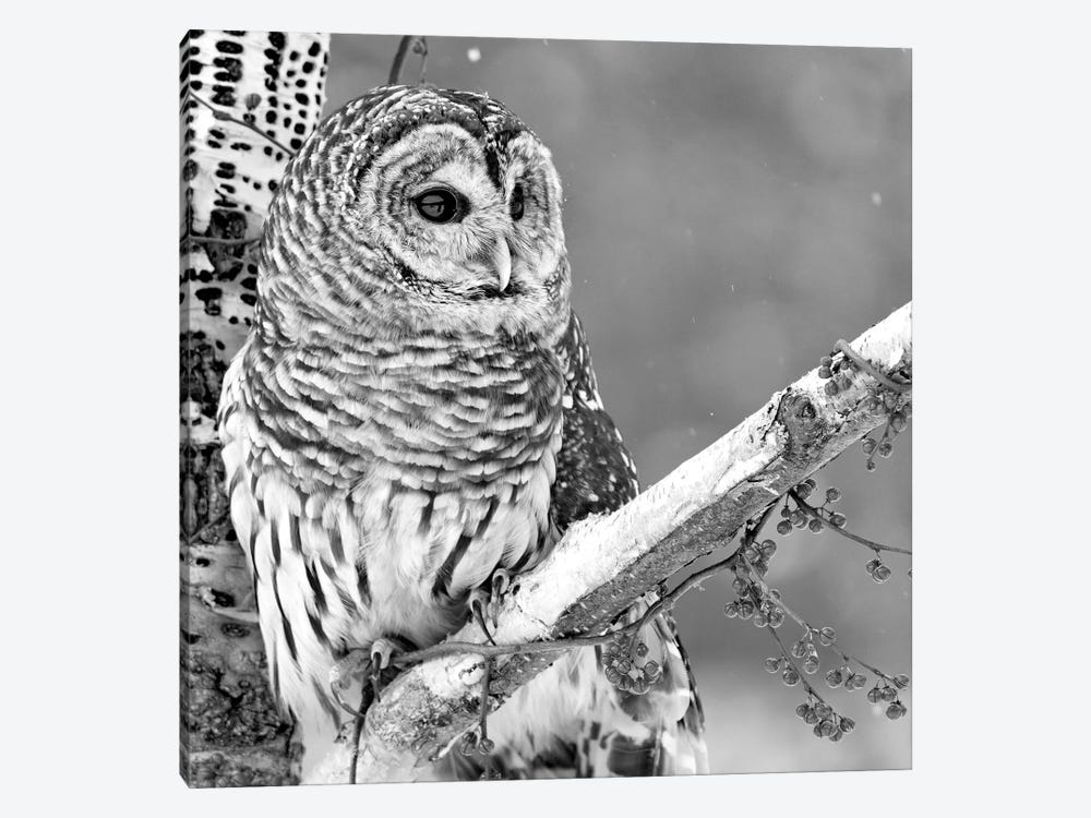 White Owl by PhotoINC Studio 1-piece Canvas Artwork