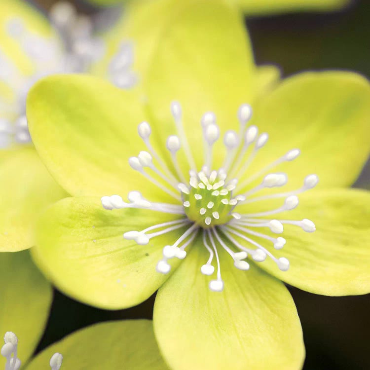 Yellow Blossom