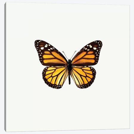 Yellow Butterfly I Canvas Print #PIS176} by PhotoINC Studio Canvas Art Print