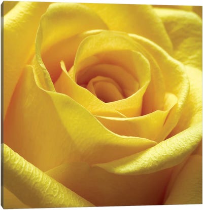 Yellow Rose Canvas Art Print - Floral Close-Up Art