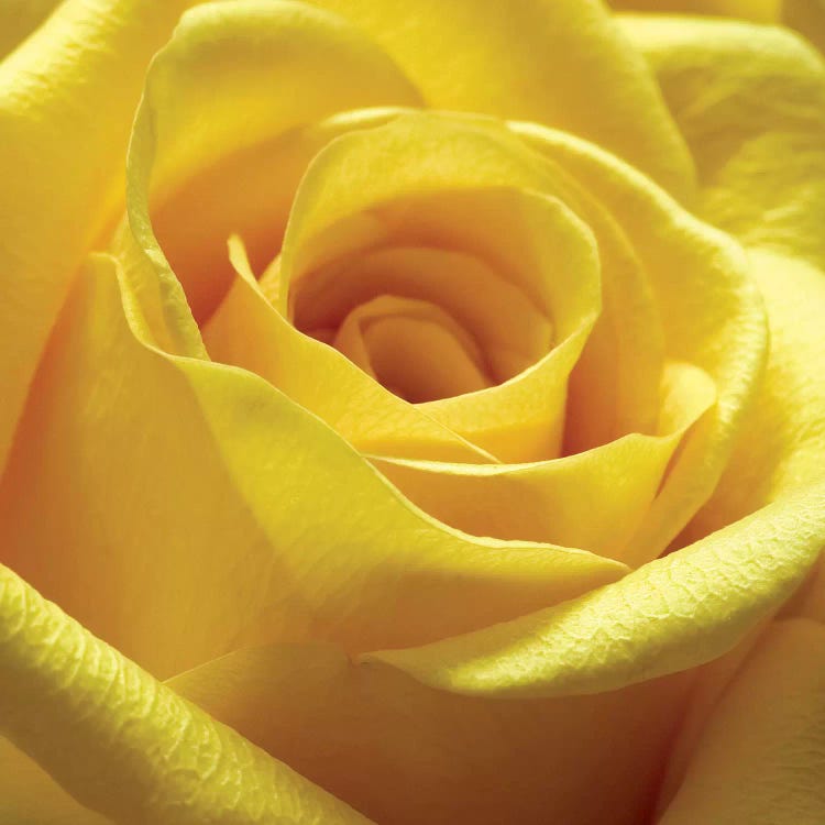 Yellow Rose