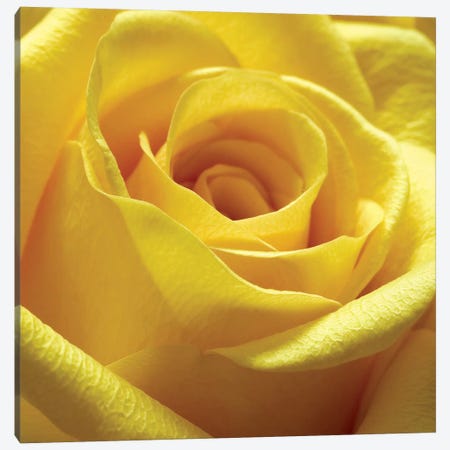 Yellow Rose Canvas Print #PIS178} by PhotoINC Studio Canvas Artwork