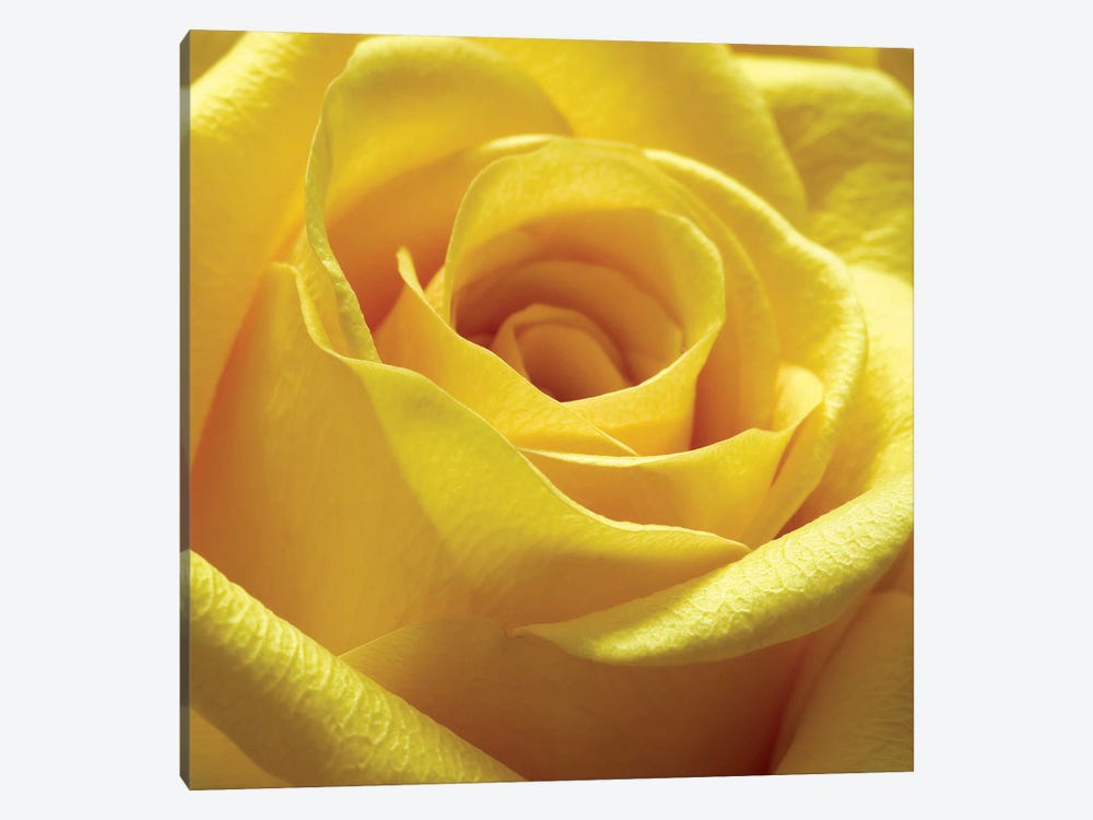 Yellow Rose by PhotoINC Studio 1-piece Canvas Print