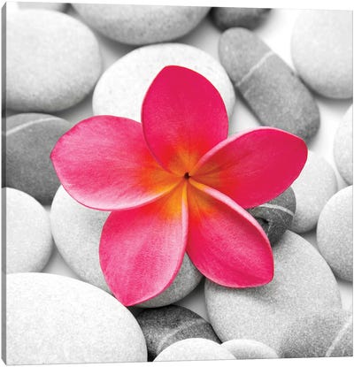 Zen Flower Canvas Art Print - Scenic & Nature Photography