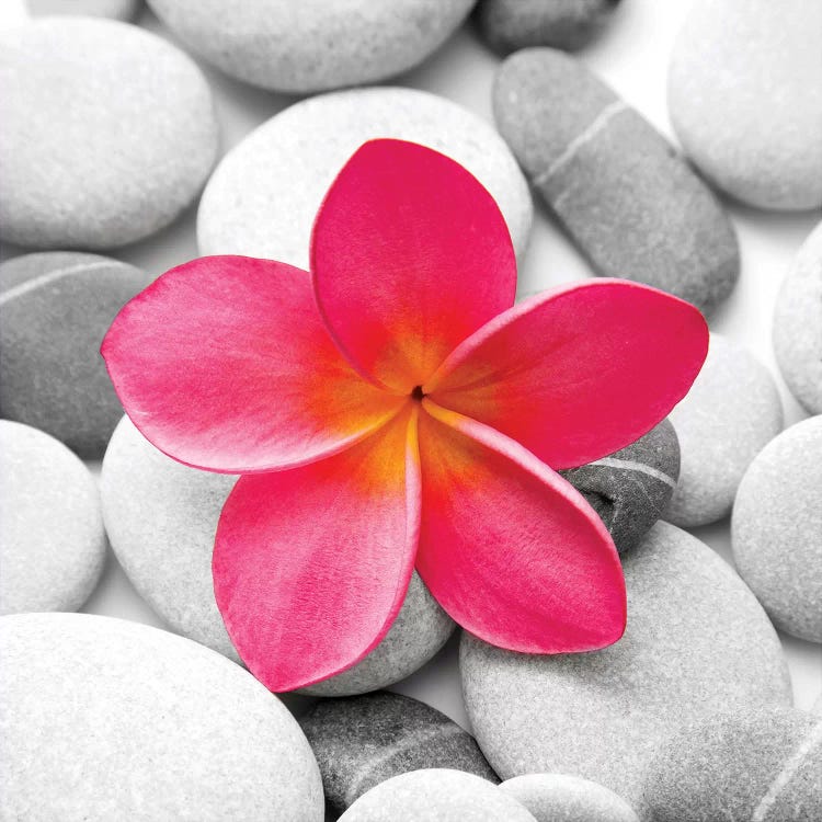 Zen Flower by PhotoINC Studio wall art