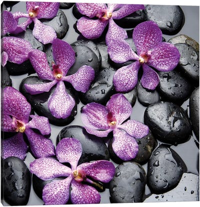Zen Pebbles II Canvas Art Print - Gray & Purple Art