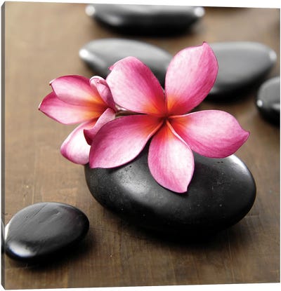Zen Pebbles IV Canvas Art Print - Floral Close-Up Art
