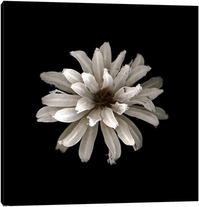 All White Canvas Art Print - Minimalist Flowers
