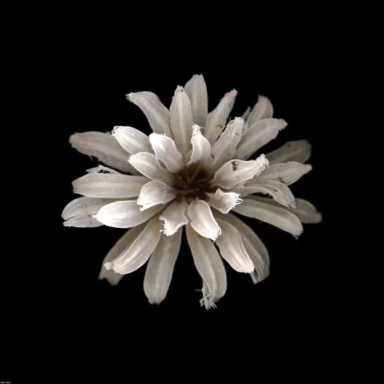 All White by PhotoINC Studio wall art