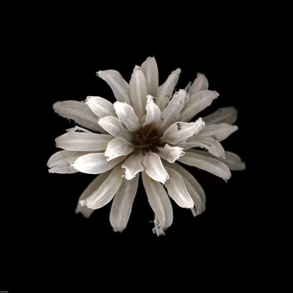 Minimalist Photography: All White by PhotoINC Studio