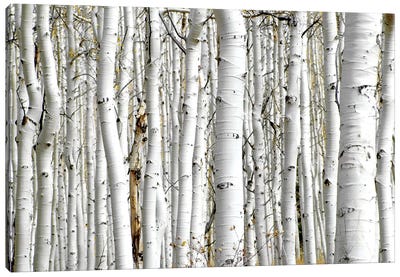 Birch Wood Canvas Art Print - Photography Art