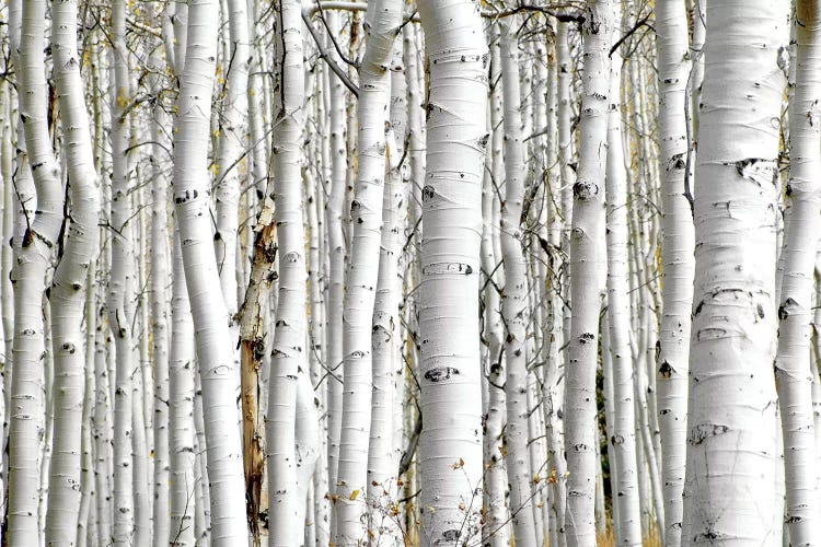 Birch Wood