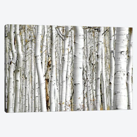 Birch Wood Canvas Print #PIS20} by PhotoINC Studio Canvas Artwork