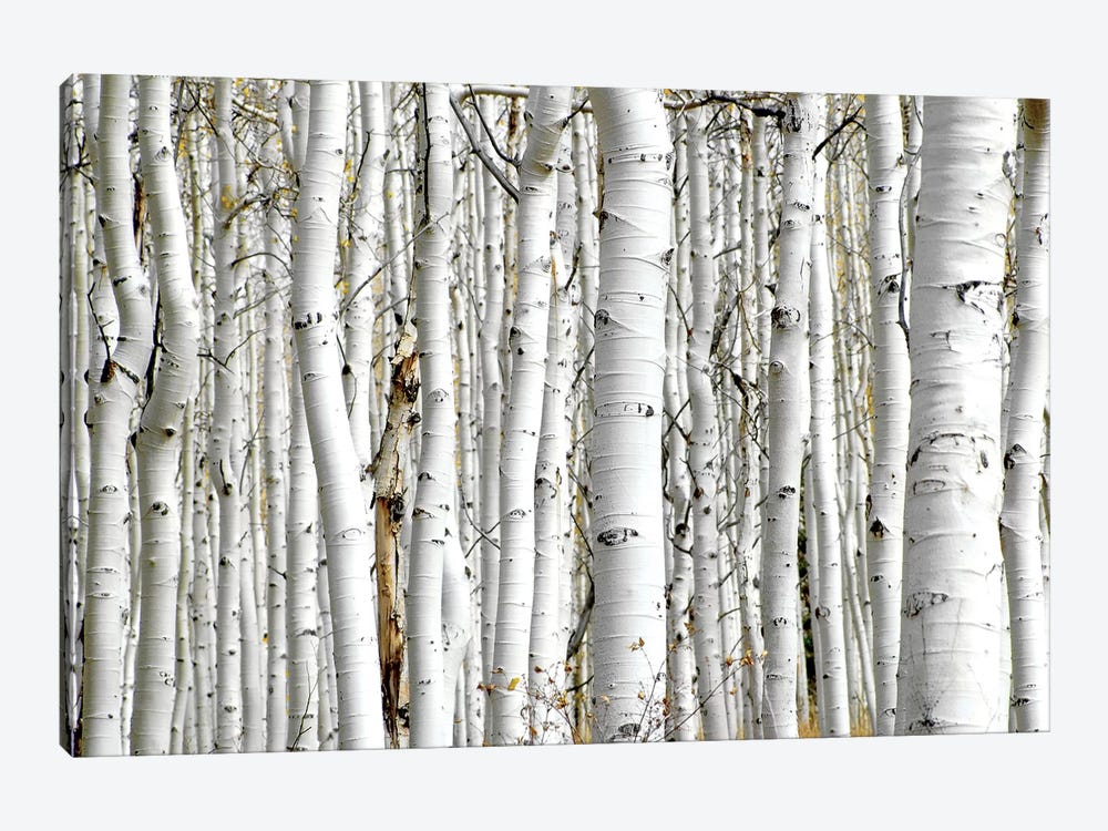 Birch Wood by PhotoINC Studio 1-piece Canvas Art