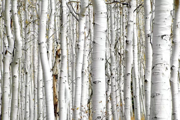 Tree Close-Ups: Birch Wood by PhotoINC Studio