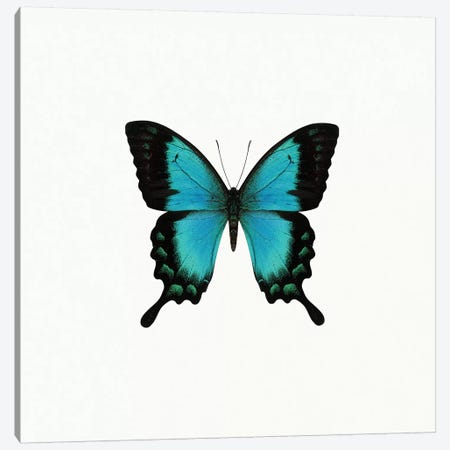 Blue Butterfly Canvas Print #PIS22} by PhotoINC Studio Canvas Artwork