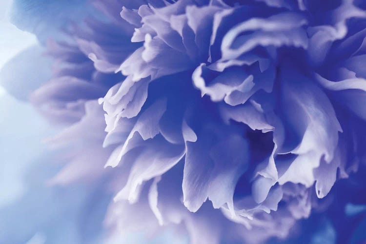 Blue Flower Canvas Art Print by PhotoINC Studio | iCanvas