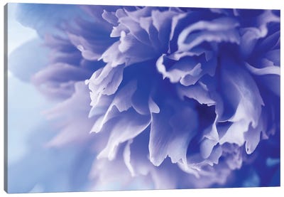 Blue Flower Canvas Art Print - PhotoINC Studio