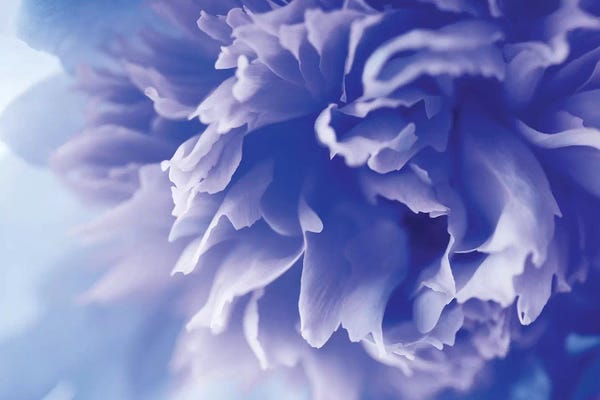 PhotoINC Studio: Blue Flower by PhotoINC Studio
