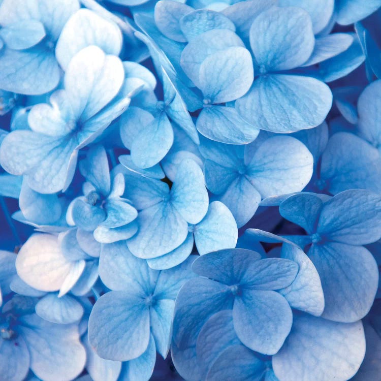 Blue Flowers