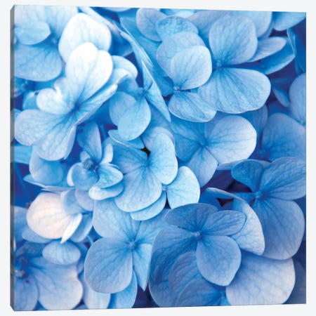 Blue Flowers Canvas Print #PIS24} by PhotoINC Studio Canvas Print