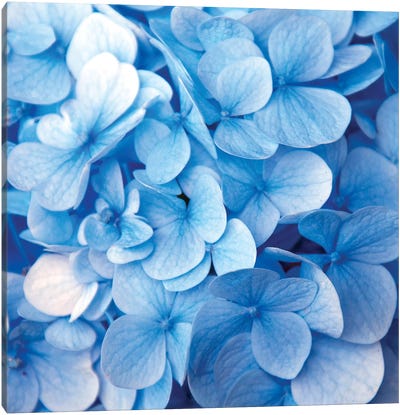 Blue Flowers Canvas Art Print - Blue & White Art