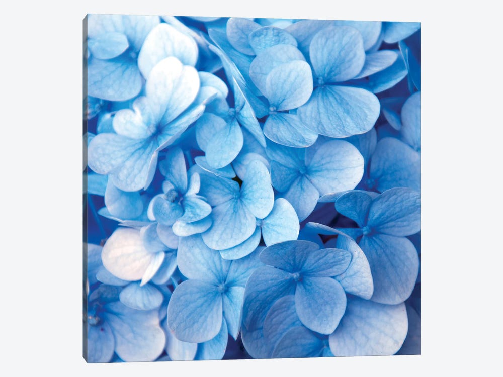 Blue Flowers 1-piece Canvas Art