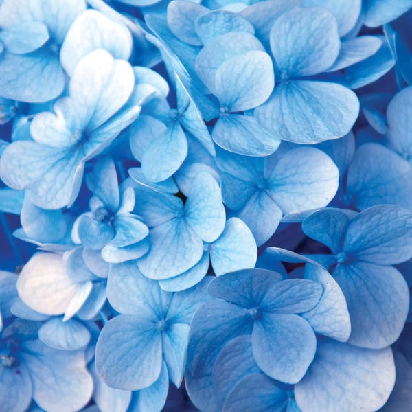 Hydrangeas: Blue Flowers by PhotoINC Studio
