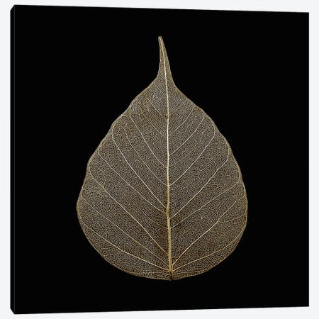 Brown Leaf Canvas Print #PIS31} by PhotoINC Studio Canvas Print