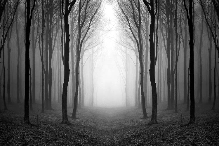 Dark Woods