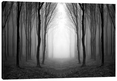 Dark Woods Canvas Art Print - Mist & Fog Art