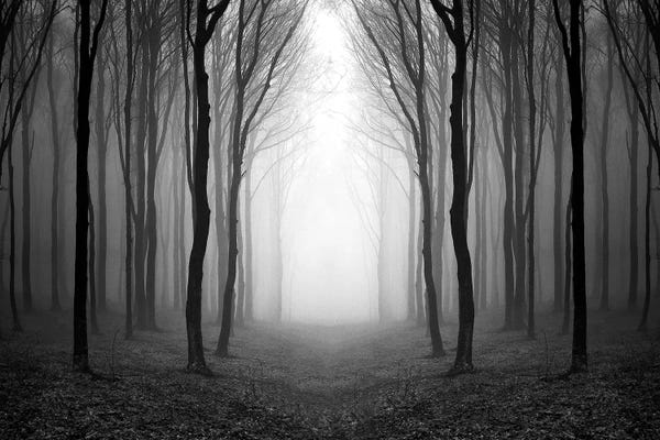 Mist & Fog: Dark Woods by PhotoINC Studio